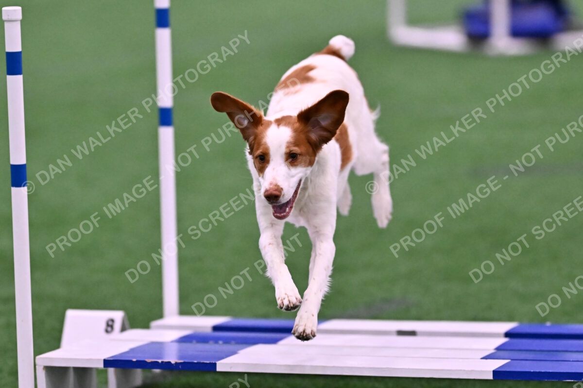 Tango-Sharon-Meek-09306