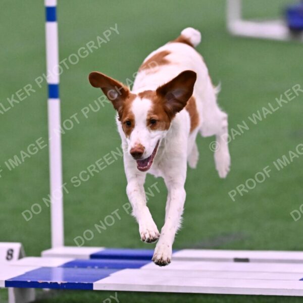 Tango-Sharon-Meek-09306