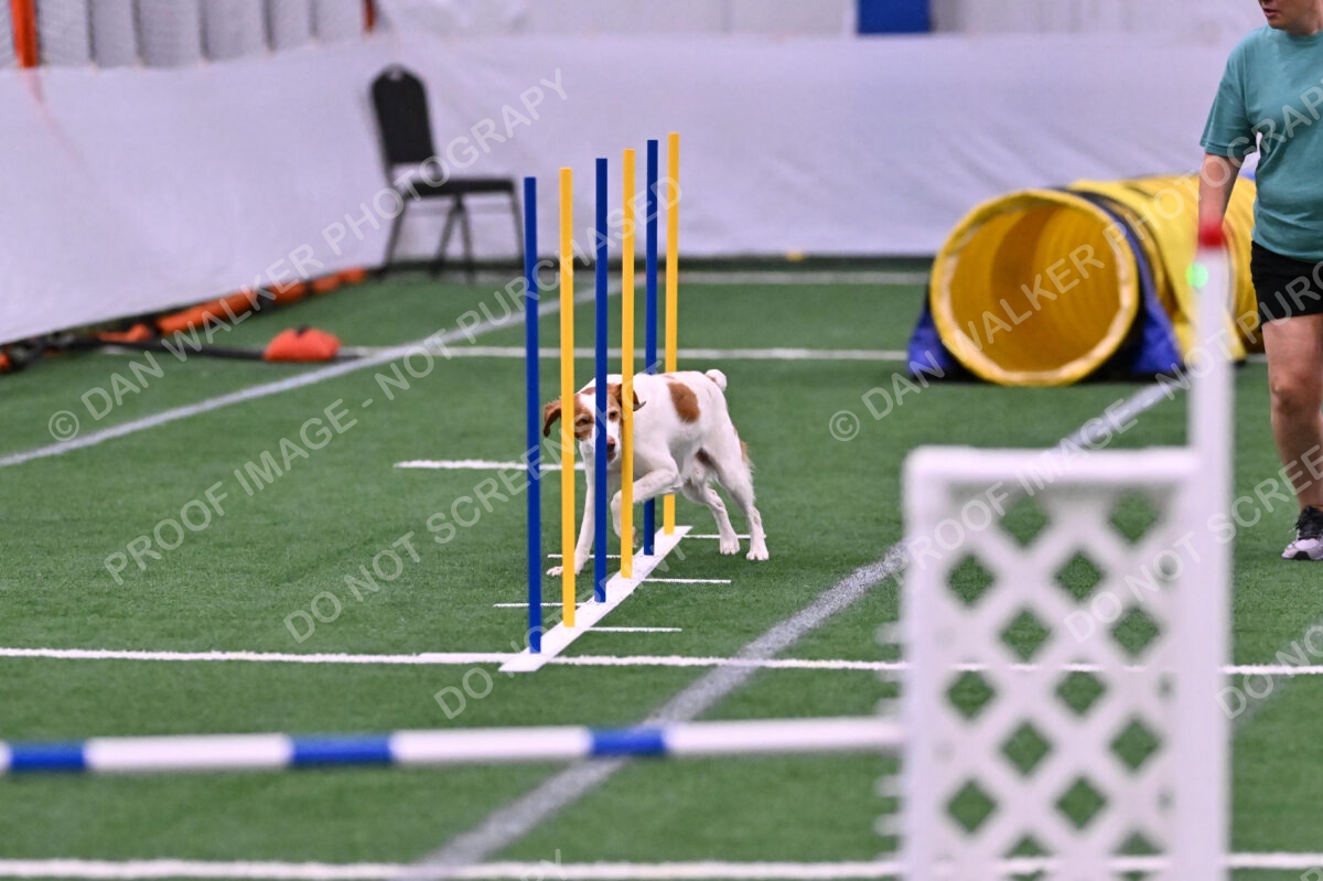 Tango-Sharon-Meek-09308