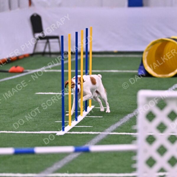 Tango-Sharon-Meek-09308