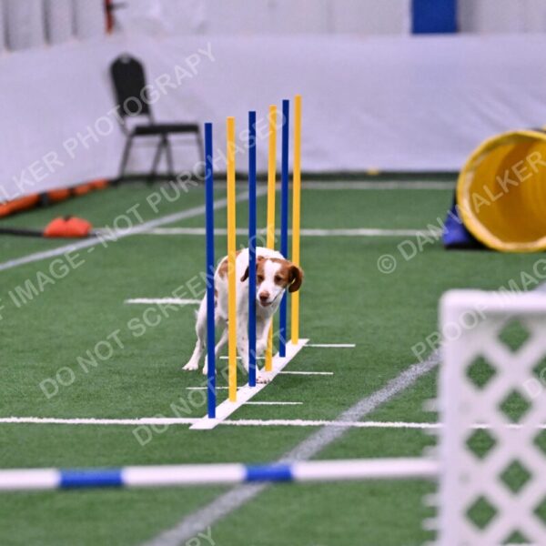 Tango-Sharon-Meek-09312