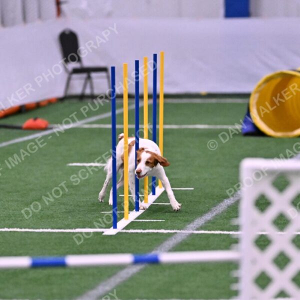 Tango-Sharon-Meek-09313