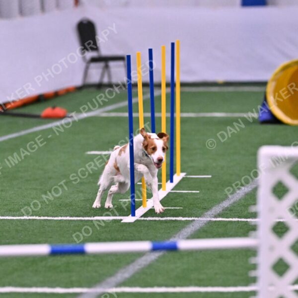 Tango-Sharon-Meek-09320