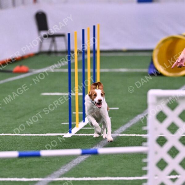 Tango-Sharon-Meek-09323