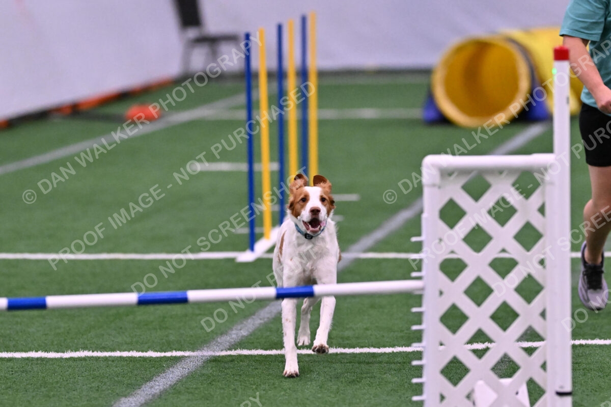 Tango-Sharon-Meek-09326