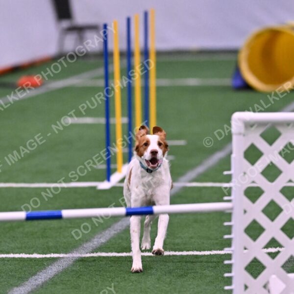 Tango-Sharon-Meek-09326