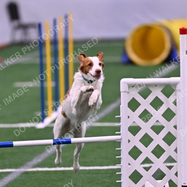 Tango-Sharon-Meek-09330