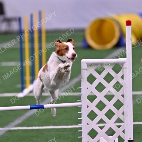 Tango-Sharon-Meek-09331