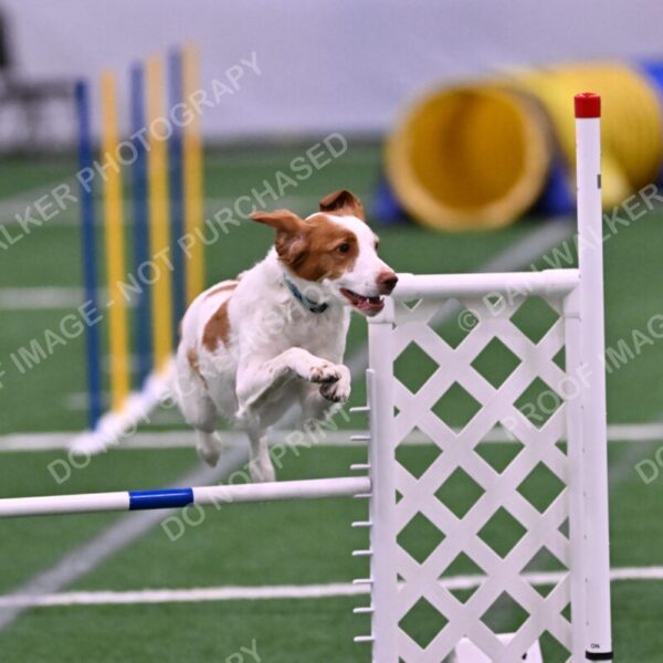 Tango-Sharon-Meek-09332