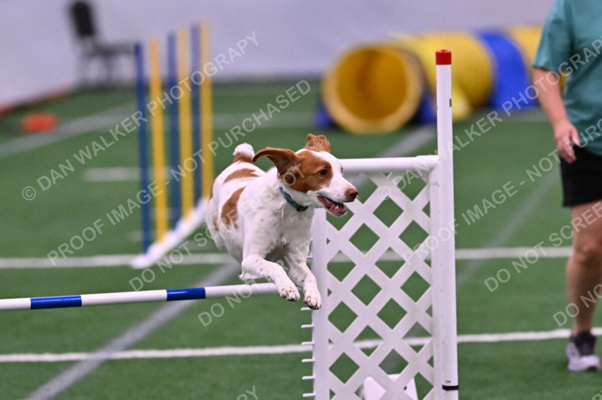 Tango-Sharon-Meek-09333