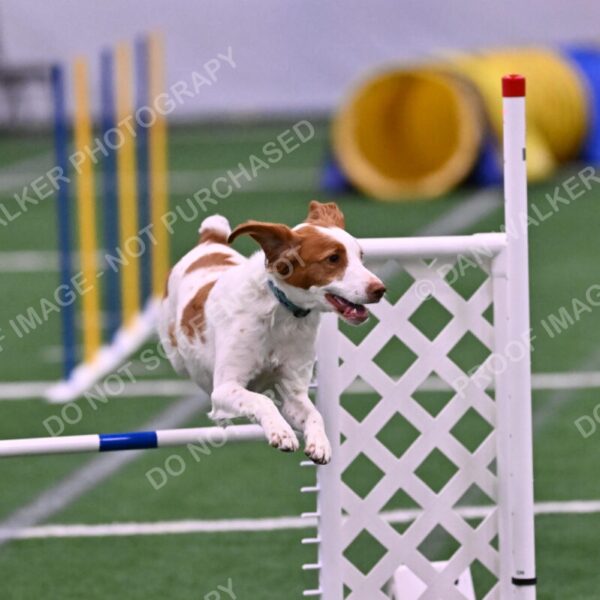 Tango-Sharon-Meek-09333