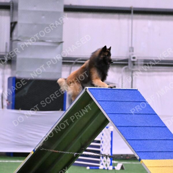 Tango-Sharon-Meek-09335