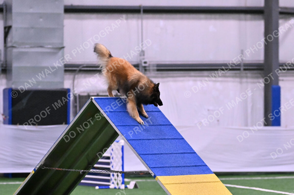 Tango-Sharon-Meek-09337