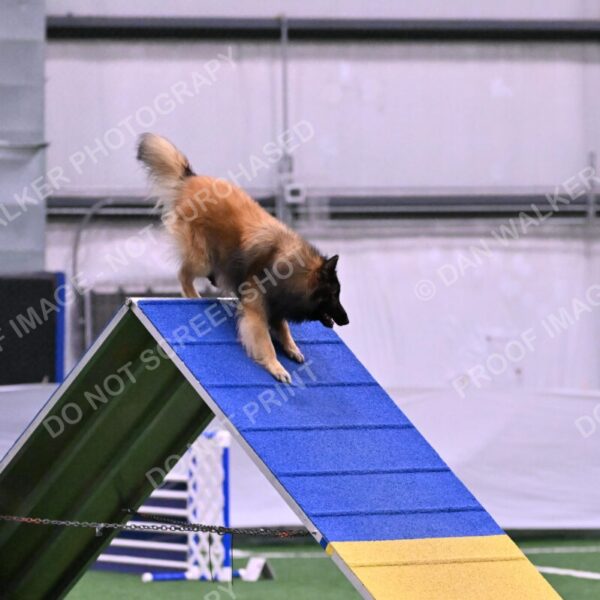 Tango-Sharon-Meek-09337