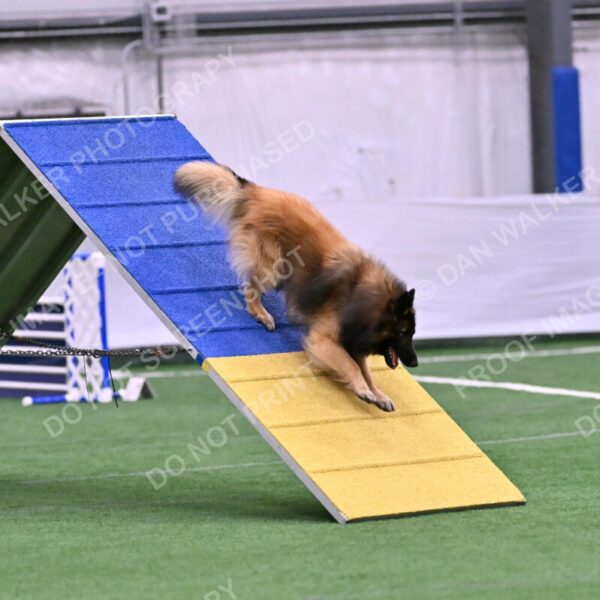 Tango-Sharon-Meek-09342