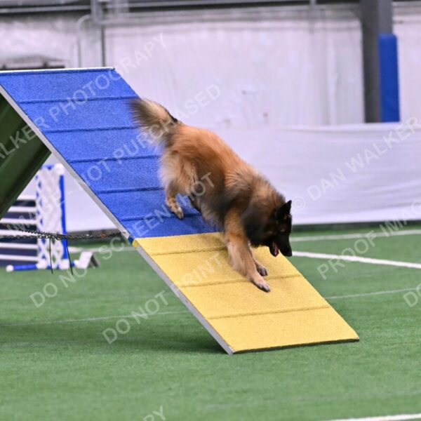 Tango-Sharon-Meek-09343