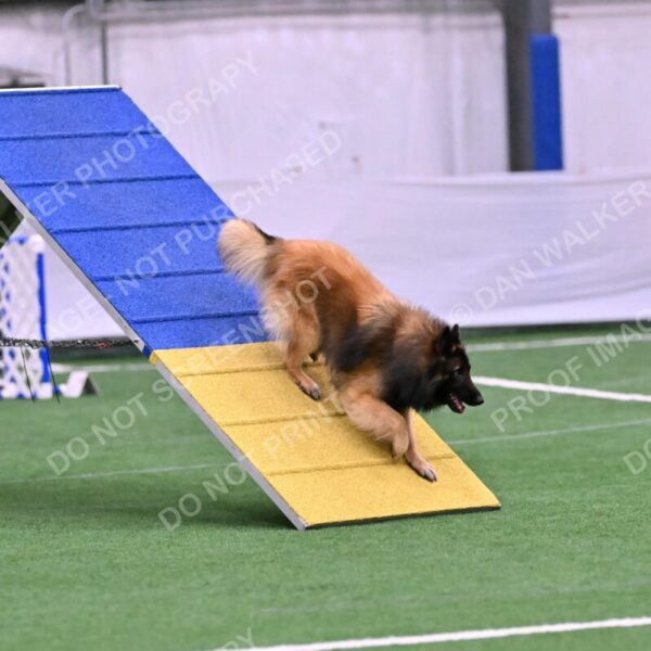 Tango-Sharon-Meek-09347