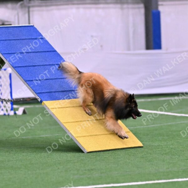 Tango-Sharon-Meek-09348