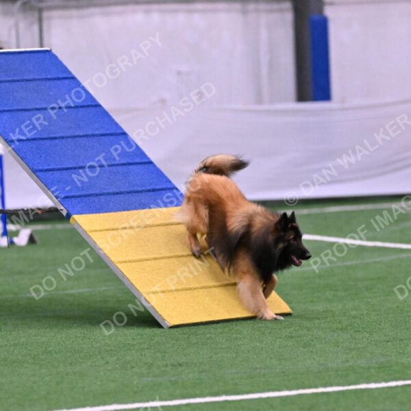 Tango-Sharon-Meek-09351