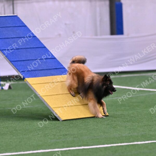 Tango-Sharon-Meek-09352