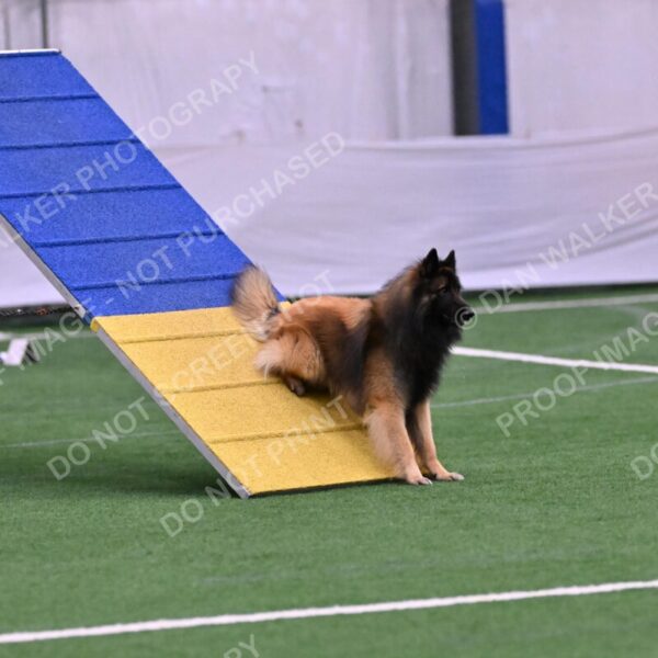 Tango-Sharon-Meek-09354