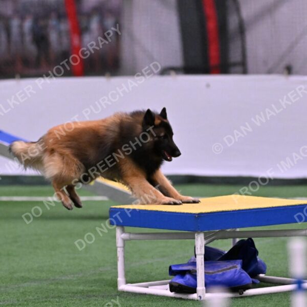 Tango-Sharon-Meek-09362