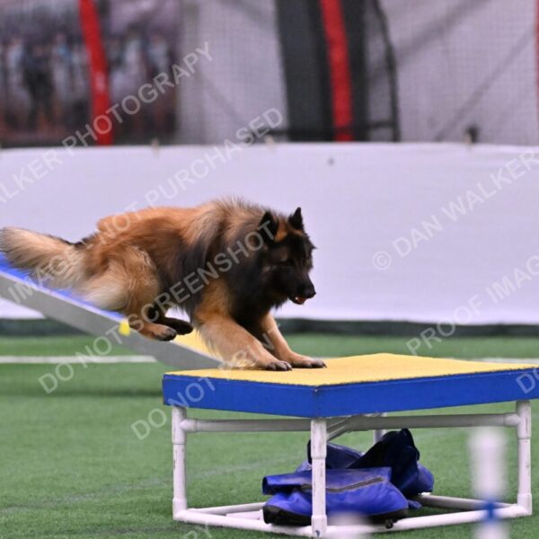 Tango-Sharon-Meek-09363