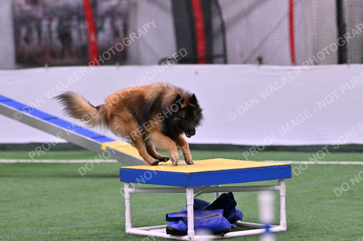 Tango-Sharon-Meek-09364