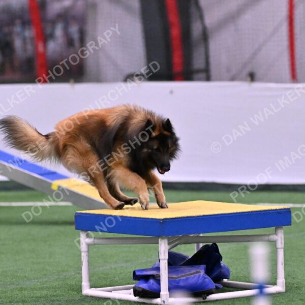 Tango-Sharon-Meek-09364