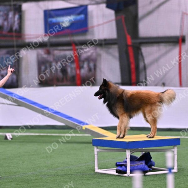 Tango-Sharon-Meek-09365