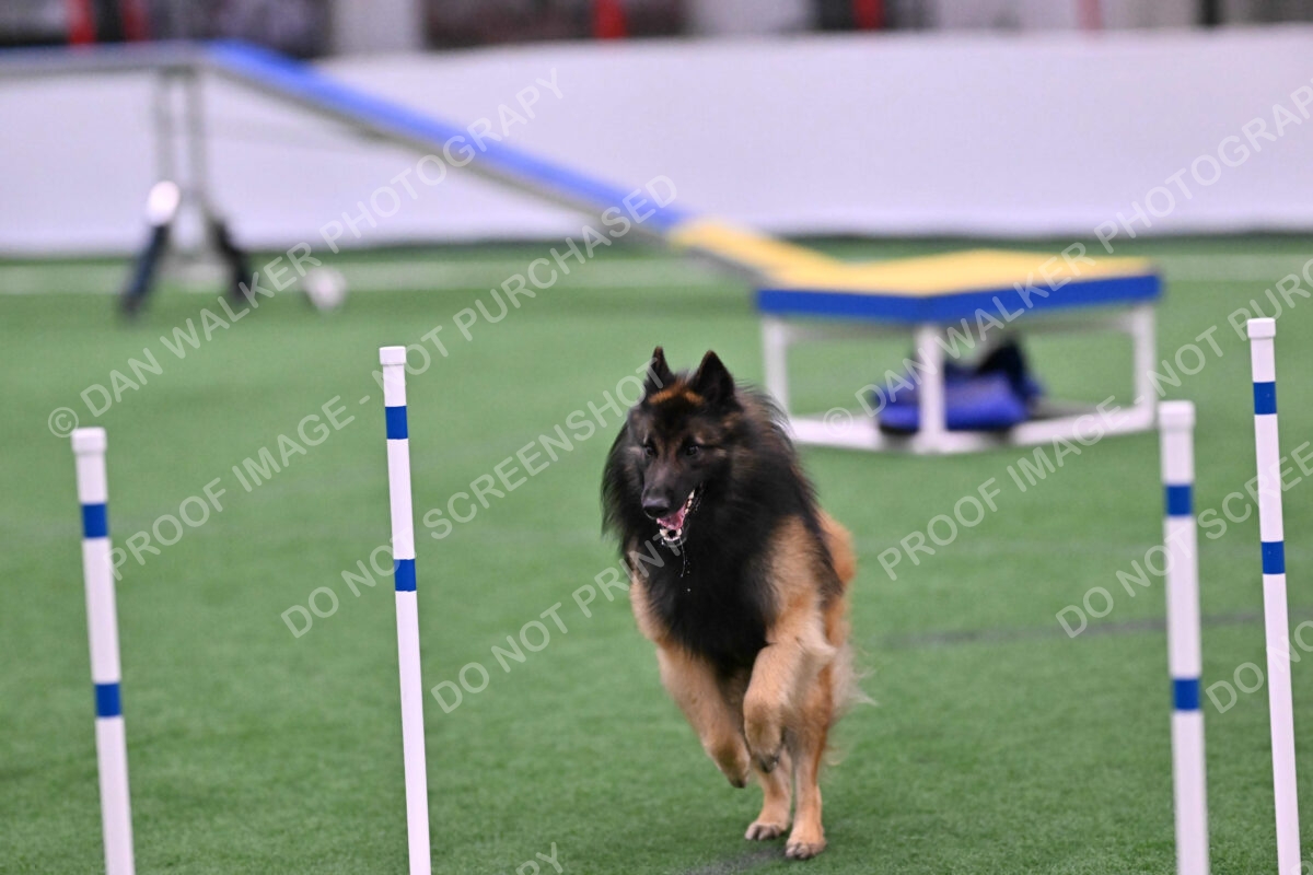 Tango-Sharon-Meek-09371