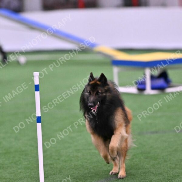 Tango-Sharon-Meek-09371