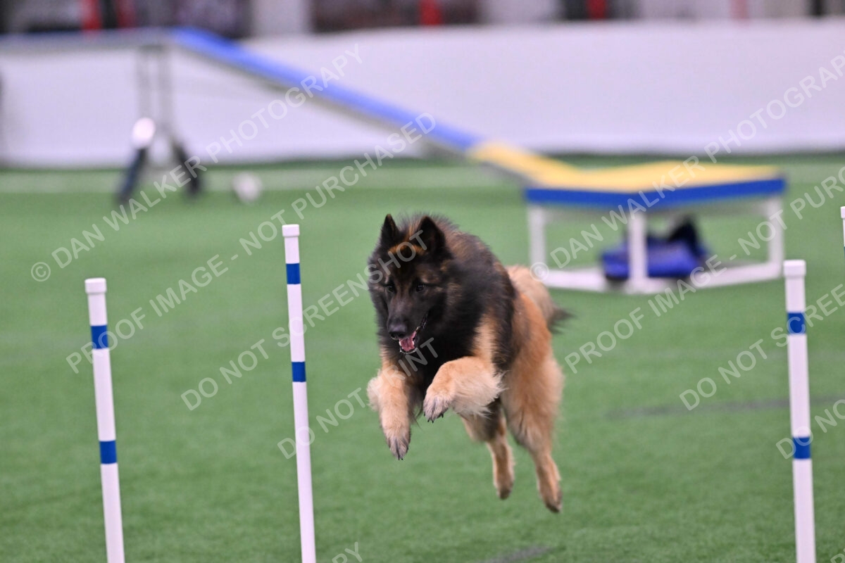 Tango-Sharon-Meek-09373