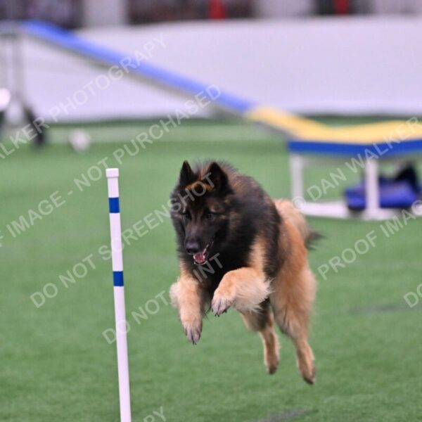 Tango-Sharon-Meek-09373