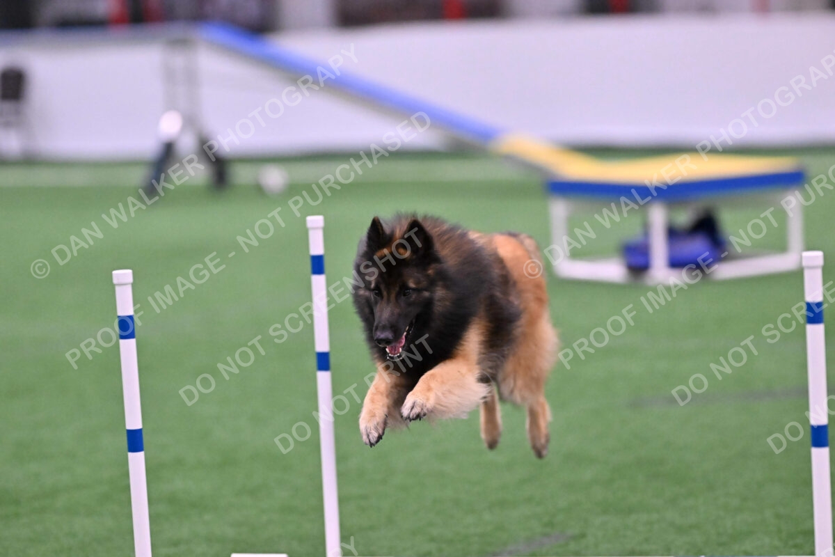 Tango-Sharon-Meek-09374