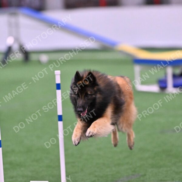 Tango-Sharon-Meek-09374