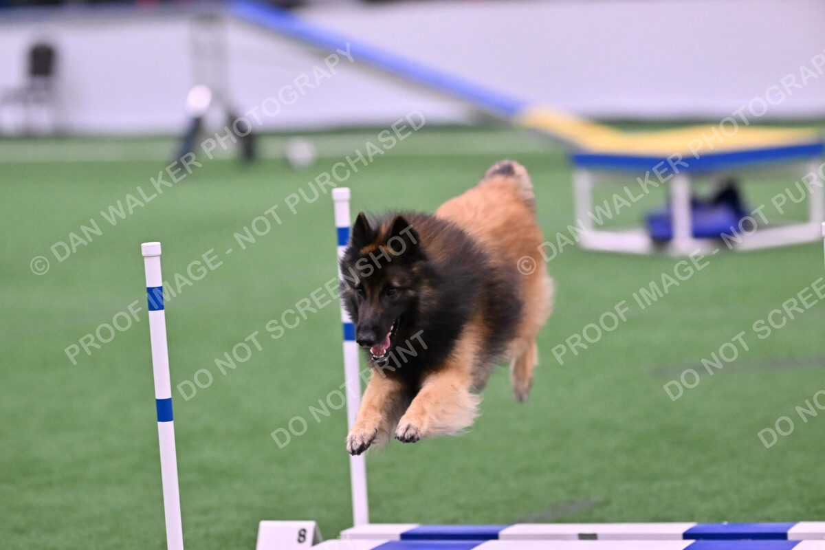 Tango-Sharon-Meek-09375