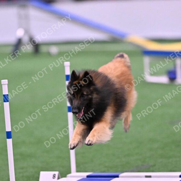 Tango-Sharon-Meek-09375