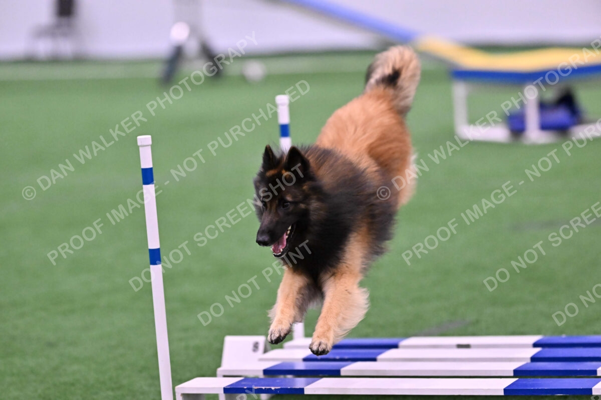 Tango-Sharon-Meek-09376