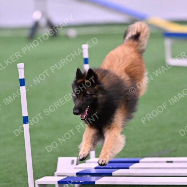 Tango-Sharon-Meek-09376