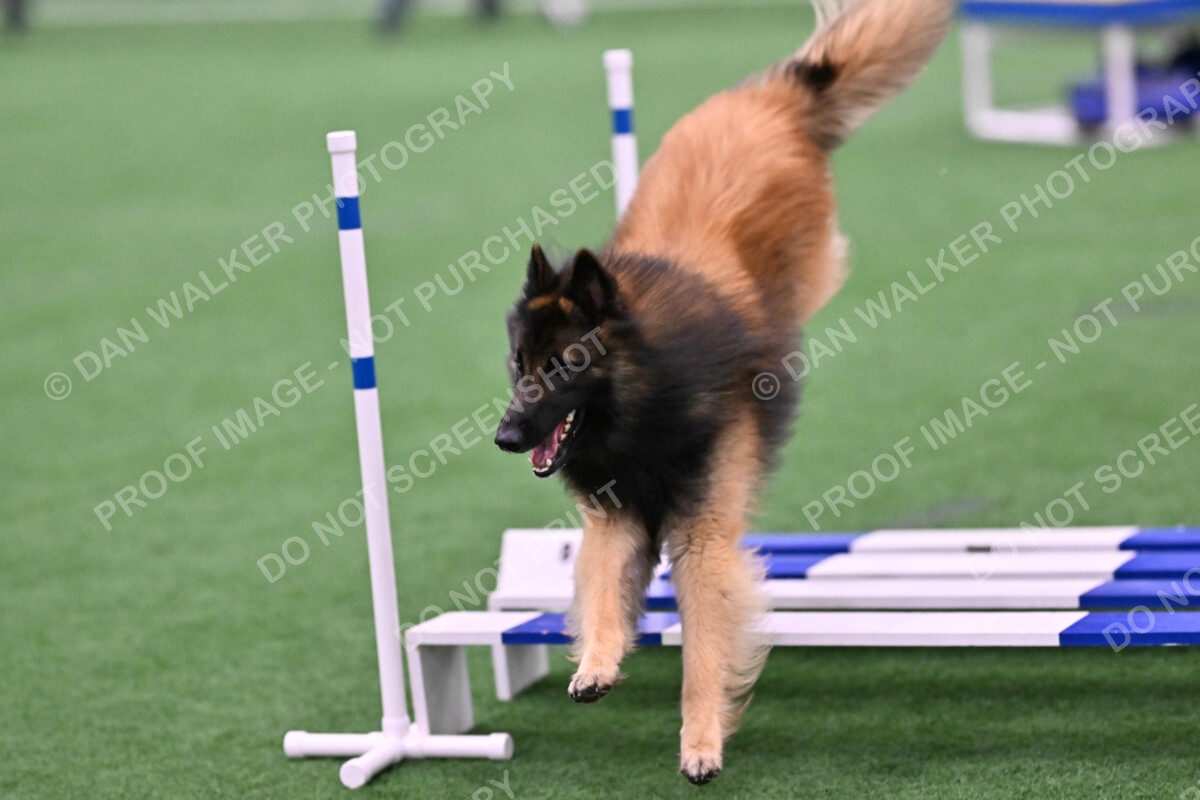 Tango-Sharon-Meek-09377