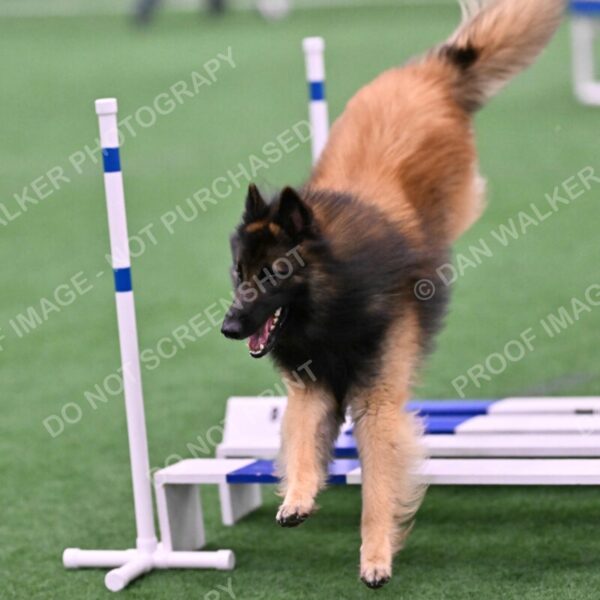 Tango-Sharon-Meek-09377