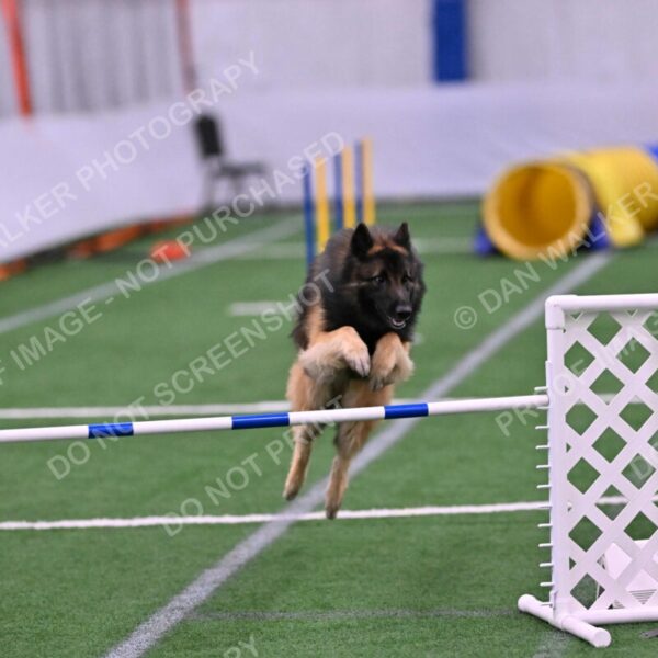 Tango-Sharon-Meek-09379