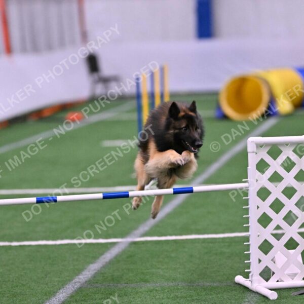 Tango-Sharon-Meek-09380