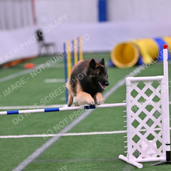 Tango-Sharon-Meek-09381