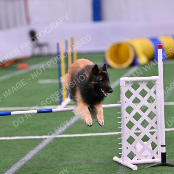 Tango-Sharon-Meek-09382