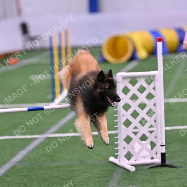 Tango-Sharon-Meek-09383