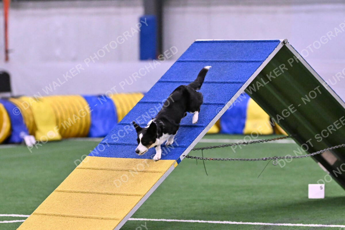 Tango-Sharon-Meek-09390