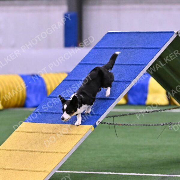 Tango-Sharon-Meek-09390