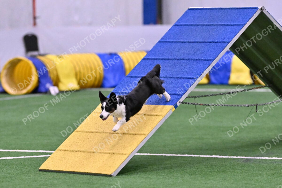 Tango-Sharon-Meek-09392